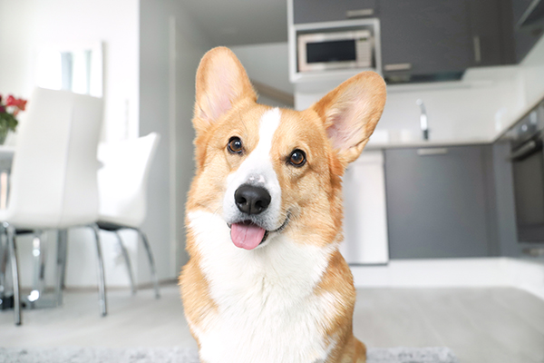 topi the corgi plush